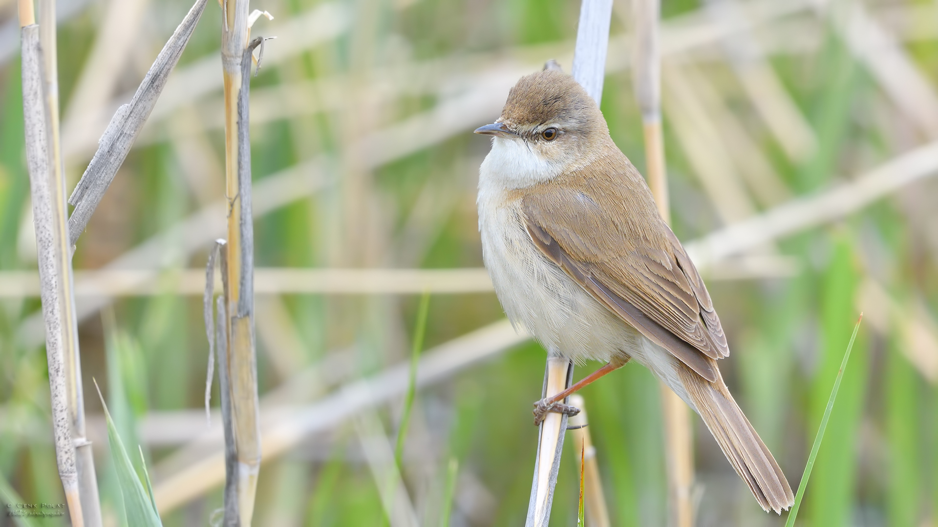 Paddyfield Warbler